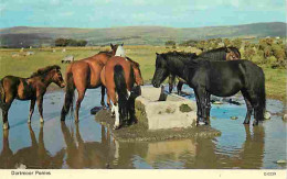 Animaux - Chevaux - Dartmoor Ponies - Poneys - Jument Et Son Poulain - Voir Scans Recto Verso  - Chevaux