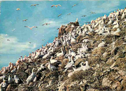 Animaux - Oiseaux - Fous De Bassans Dans La Réserve Des Sept Iles - Bretagne - CPM - Voir Scans Recto-Verso - Vögel