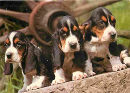 Animaux - Chiens - Basset - Junge-Basset-Hunde - CPM - Voir Scans Recto-Verso - Chiens