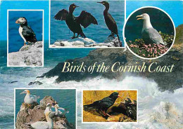 Animaux - Oiseaux - Birds Of The Cornish Coast - Multivues - CPM - Voir Scans Recto-Verso - Oiseaux