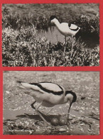 AE778 OISEAUX  AVOCETTE ELEGANTE ET SON POUSSIN  2 CARTES POSTALES - Oiseaux