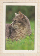 24E66 CHATS CHAT CAT  Photo FRANCOIS VARIN   " 87080 " 17X12 - Cats