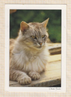 24E67 CHATS CHAT CAT  Photo OLIVIER MANSON   " 88174 " 17X12 - Chats