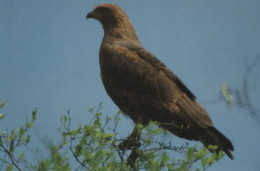 116718 - Savannenbussard Paraguay - Autres & Non Classés