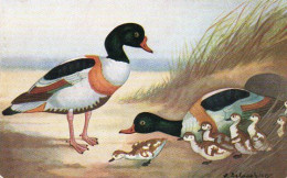 4V5Hy    Illustrateur Delapebier Canard Le Tadorne - Vögel