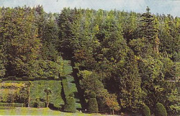 AK 215439 ENGLAND - Milton Abbey - Showing The Grass Steps Leading To St. Catherine's Chapel - Autres & Non Classés