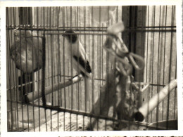 Photographie Photo Vintage Snapshot Anonyme Cage à Oiseaux Volière - Autres & Non Classés