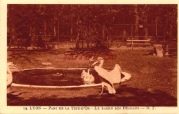 CPA LYON - PARC DE LA TETE D'OR - LE BASSIN DES PELICANS - Autres & Non Classés