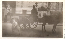 Photographie Photo Snapshot Anonyme Vintage Corse Corsica Bastia Bouc âne - Plaatsen