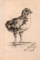 4V5Hy    Oiseau Poussin Superbe Dessin Au Crayon De Papier Fusain Signé Léonie Resusclades 1903 - Birds