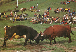 CARTOLINA ITALIA 1980 VALLE D' AOSTA  LA BATTAGLIA DELLE REGINE MUCCHE ANIMALI Italy Postcard ITALIEN Ansichtskarten - Vaches