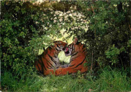 Animaux - Fauves - Tigre - Tiger - La Casamance - Safari Africain - Port Saint Père - Zoo - CPM - Carte Neuve - Voir Sca - Tigers