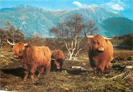 Animaux - Vaches - The Hardy Long Haired Highland Cattle Graze Beneath The Slopes Of Liathach 3.456 Ft High - CPM - Voir - Kühe