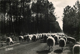 Animaux - Moutons - Visage Des Landes - Départ Au Pâturage - Carte Dentelée - CPSM Grand Format - Carte Neuve - Voir Sca - Otros & Sin Clasificación