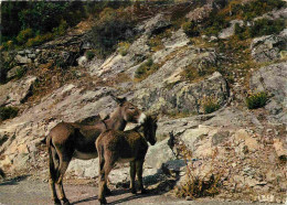 Animaux - Anes - Corse - Rencontre Sur Les Routes De Corse - Donkeys - Burros - Esel - Asini - Carte Dentelée - CPSM Gra - Esel