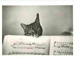 Animaux - Chats - Photo De Edouard Boubat - Partition - CPM - Voir Scans Recto-Verso - Cats