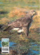 Animaux - Oiseaux - Common Buzzard - CPM - Voir Scans Recto-Verso - Oiseaux
