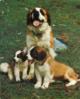 Chiens - CPM - Voir Scans Recto-Verso - Dogs