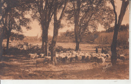 CASTETS DES LANDES - Sous Les Chênes Liège - Troupeau De Moutons - Castets