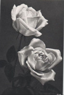 115412 - Zwei Rosenblüten übereinander - Autres & Non Classés