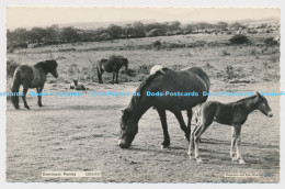 C000345 Dartmoor Ponies. CDS24707. Chapman. RP - World