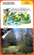 Disney Humour Les Everglades Fiche Illustrée Documentée Peuples Et Pays - Other & Unclassified