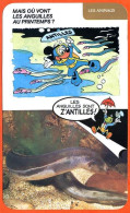 Disney Humour Les Anguilles Fiche Illustrée Documentée Animaux - Andere & Zonder Classificatie