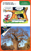 Disney Humour Le Pain De Singe Baobab Fiche Illustrée Documentée Plantes Et Arbres - Andere & Zonder Classificatie