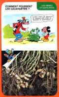 Disney Humour Comment Poussent Les Cacahuètes ? Fiche Illustrée Documentée Plantes Et Arbres - Other & Unclassified