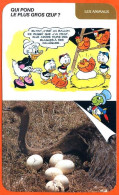 Disney Humour Autruche Plus Gros œufs  Fiche Illustrée Documentée Animaux - Andere & Zonder Classificatie