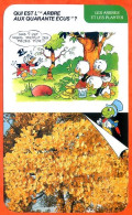 Disney Humour Arbre Aux Quarante écus  Fiche Illustrée Documentée Plantes Et Arbres - Other & Unclassified