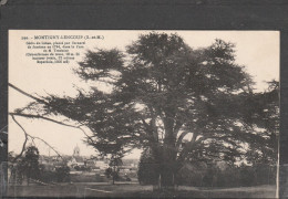 77 - MONTIGNY LENCOUP - Cèdre Du Liban, Planté Par Bernard De Jussieux (arbre Remarquable) - Other & Unclassified