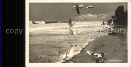 71570123 Sylt Moewen Am Strand Insel Sylt - Sylt