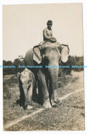 C000531 A Man On An Elephant. Next To A Small Elephant. Postcard - Monde