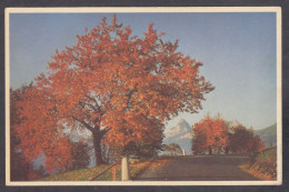 129864/ Paysage D'automne, Ed Coloprint Photocolor 52420 - Photographie