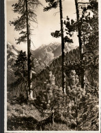 Wilde Bergsschonheit Am Ofenpass - Andere & Zonder Classificatie