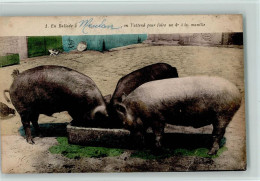 11030641 - Schweine Schweine Fressen Am Trog  Ca 1917 AK - Pigs