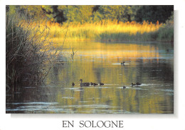 45-PAYSAGE DE SOLOGNE-N°2838-D/0023 - Sonstige & Ohne Zuordnung