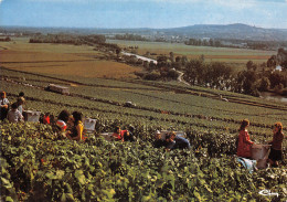 51-PAYSAGE DE LA MARNE-VENDANGES EN CHAMPAGNE-N°2841-B/0107 - Sonstige & Ohne Zuordnung