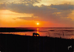 13-PAYSAGE DE CAMARGUE-N°2844-B/0045 - Autres & Non Classés