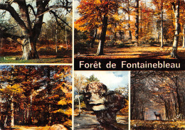 77-FONTAINEBLEAU-LA FORET-N°2846-B/0369 - Fontainebleau