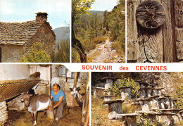 30-MASSIF DES CEVENNES-N2850-A/0265 - Autres & Non Classés