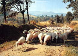 63-PAYSAGE D AUVERGNE-N°2849-D/0075 - Autres & Non Classés