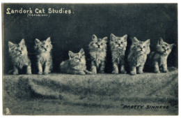 KITTENS - PRETTY SINNERS - LANDOR'S CAT STUDIES (TUCK'S) - Tuck, Raphael