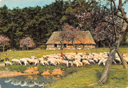 61-PAYSAGE NORMAND-MOUTONS AU PACAGE-N°2855-C/0059 - Sonstige & Ohne Zuordnung