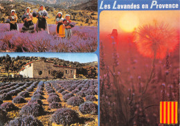 13-PAYSAGE DE PROVENCE-LA LAVANDE-N°2860-B/0391 - Autres & Non Classés