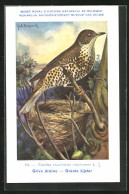 Künstler-AK Hubert Dupond: Misteldrossel (Turdus Viscivorus Viscivorus) Am Nest  - Oiseaux