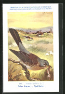 Künstler-AK Hubert Dupond: Wacholderdrossel (Turdus Pilaris) Auf Futtersuche  - Birds
