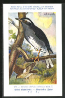 Künstler-AK Hubert Dupond: Turdus Sibericus Sibericus, Männchen Und Weibchen  - Birds