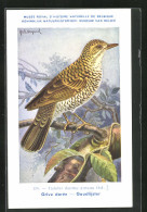 Künstler-AK Hubert Dupond: Bunte Drossel (Turdus Dauma Aureus)  - Birds